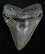 Glossy, Serrated Megalodon Tooth #13890-1
